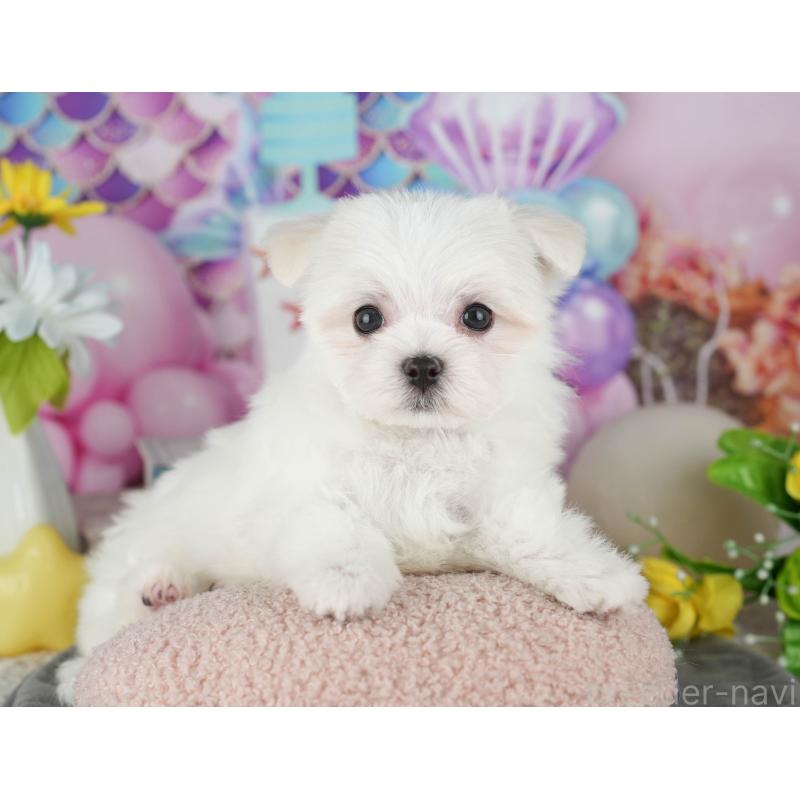 販売中の千葉県のマルチーズ-431625の10枚目