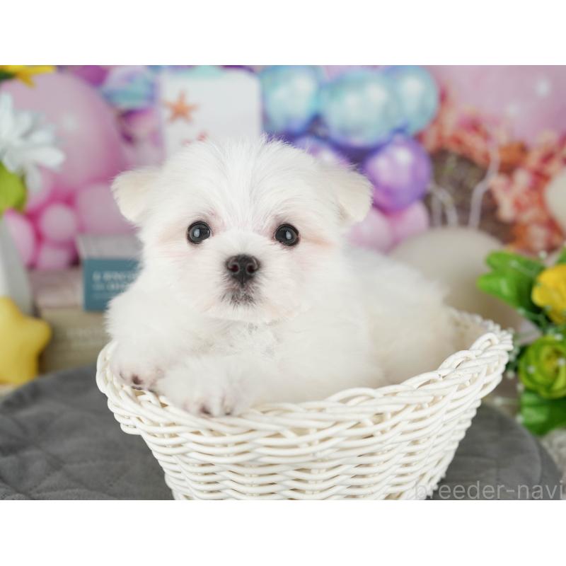 販売中の千葉県のマルチーズ-431625の9枚目