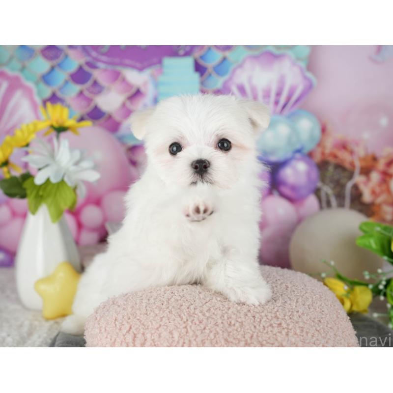 販売中の千葉県のマルチーズ-431625の8枚目