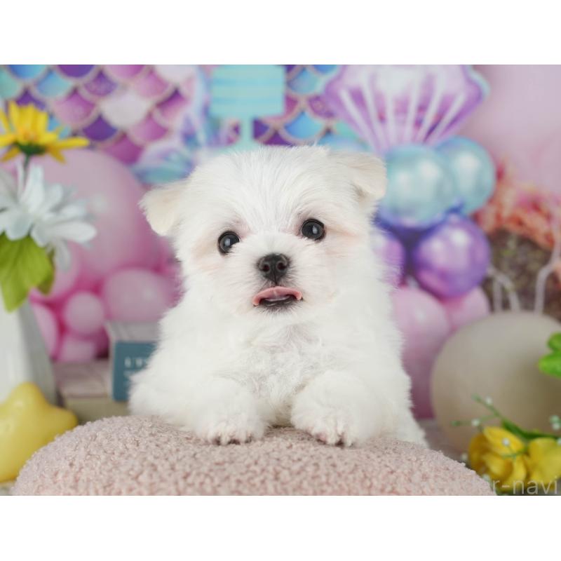 販売中の千葉県のマルチーズ-431625の7枚目