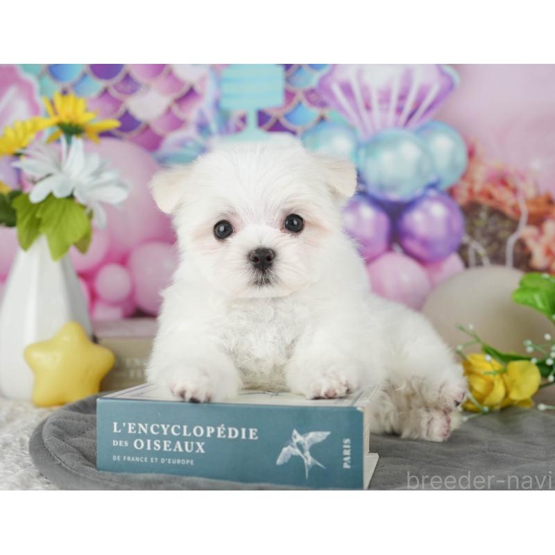 販売中の千葉県のマルチーズ-431625の6枚目