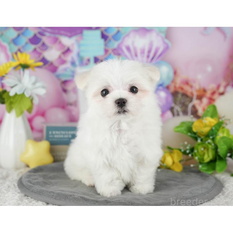販売中の千葉県のマルチーズ-431625の5枚目