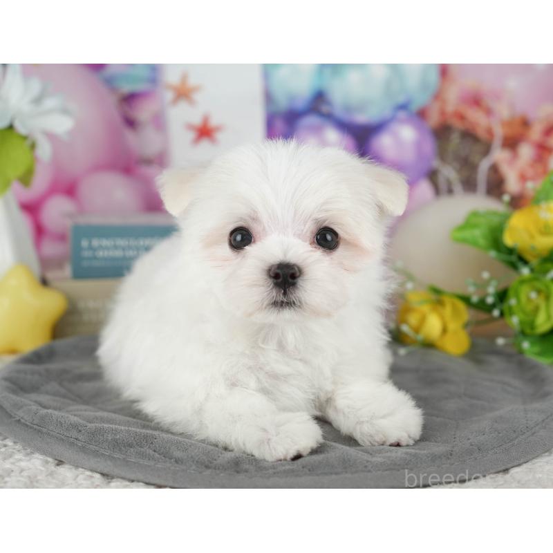 販売中の千葉県のマルチーズ-431625の4枚目