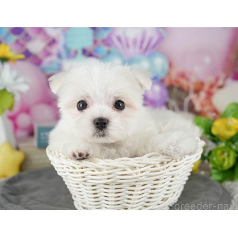 販売中の千葉県のマルチーズ-431625の3枚目
