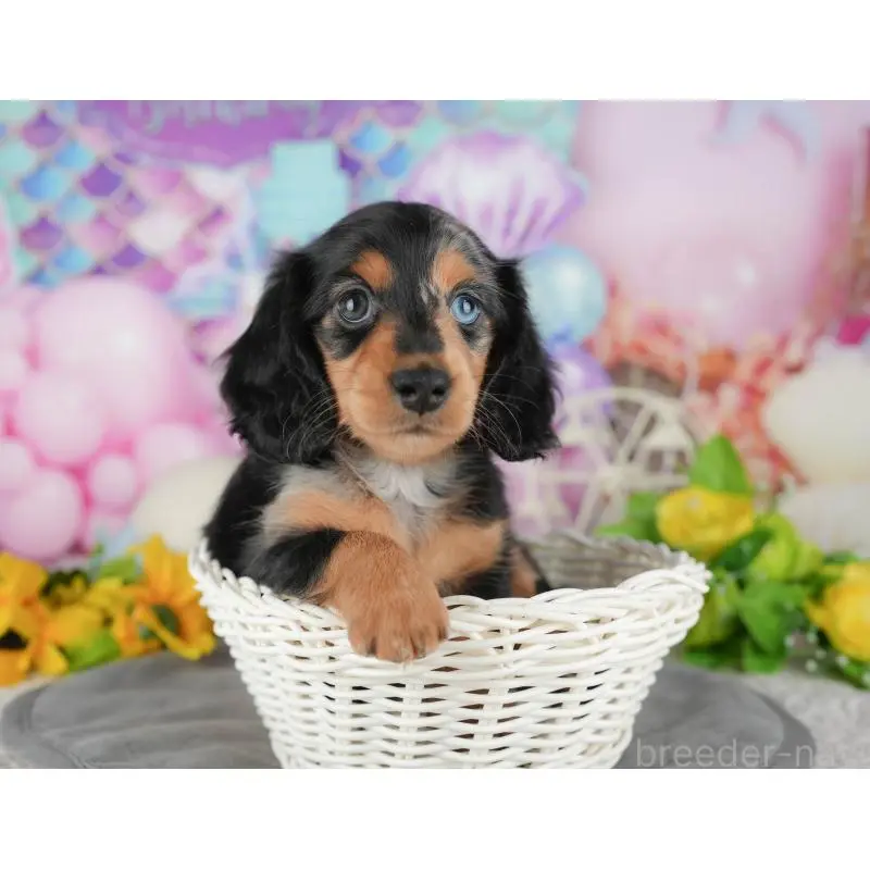 販売中の千葉県のミニチュアダックスフンド(ロングヘアード)-431628