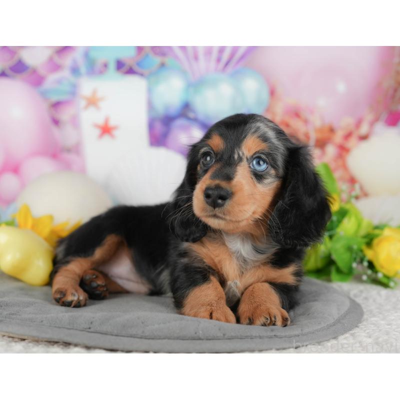 販売中の千葉県のミニチュアダックスフンド(ロングヘアード)-431628の11枚目