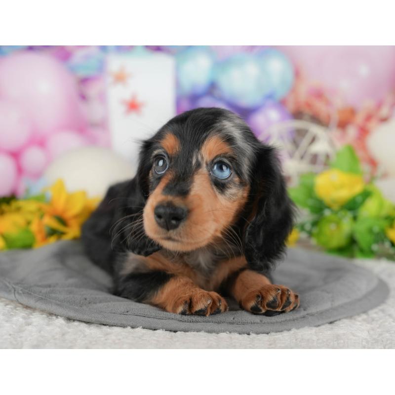 販売中の千葉県のミニチュアダックスフンド(ロングヘアード)-431628の10枚目