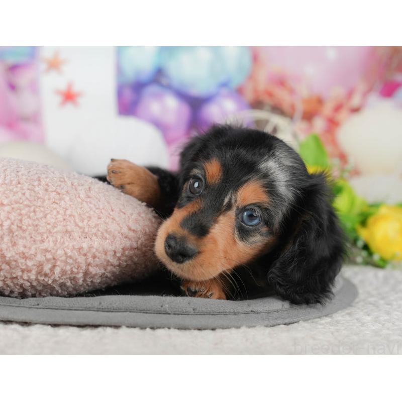 販売中の千葉県のミニチュアダックスフンド(ロングヘアード)-431628の9枚目