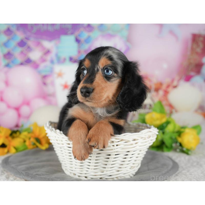 販売中の千葉県のミニチュアダックスフンド(ロングヘアード)-431628の8枚目