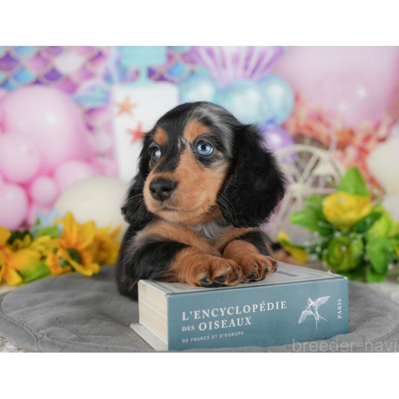 販売中の千葉県のミニチュアダックスフンド(ロングヘアード)-431628の7枚目