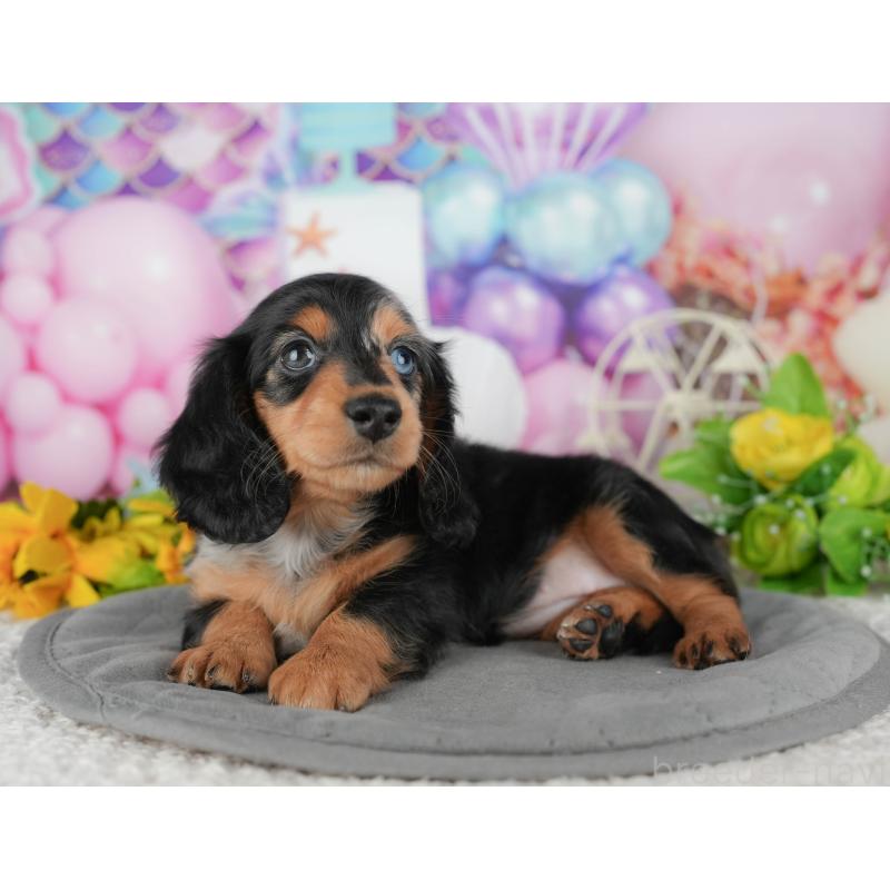 販売中の千葉県のミニチュアダックスフンド(ロングヘアード)-431628の6枚目