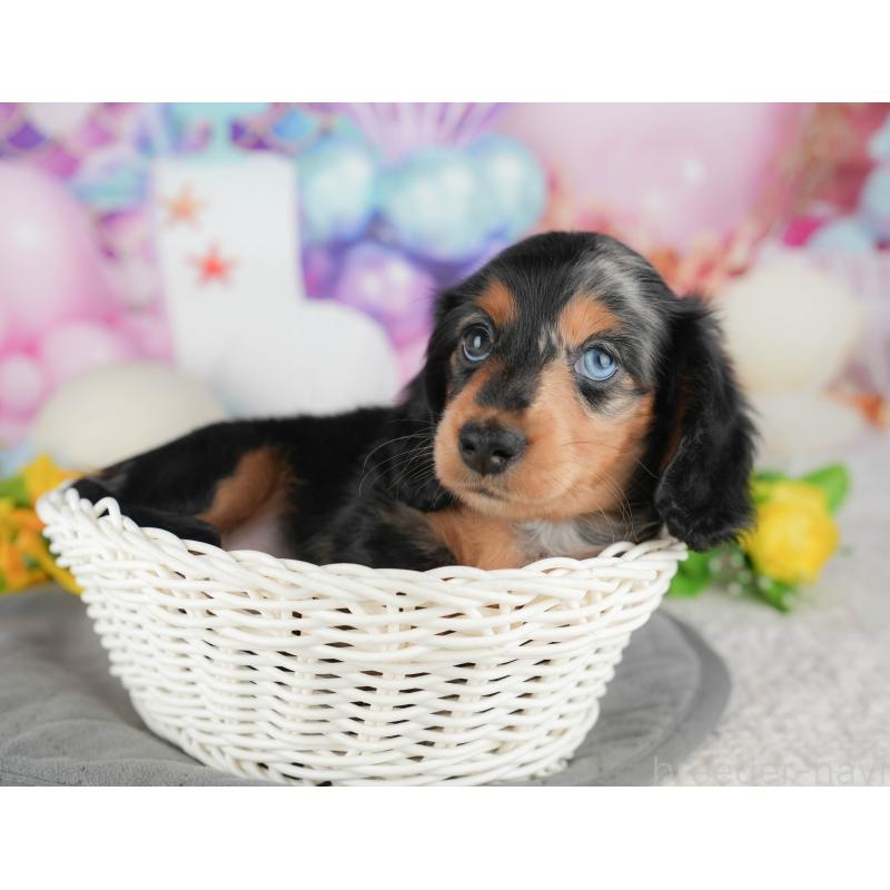 販売中の千葉県のミニチュアダックスフンド(ロングヘアード)-431628の5枚目