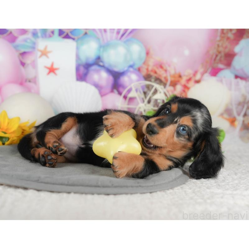 販売中の千葉県のミニチュアダックスフンド(ロングヘアード)-431628の4枚目