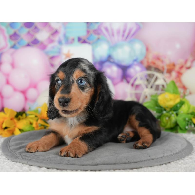 販売中の千葉県のミニチュアダックスフンド(ロングヘアード)-431628の3枚目