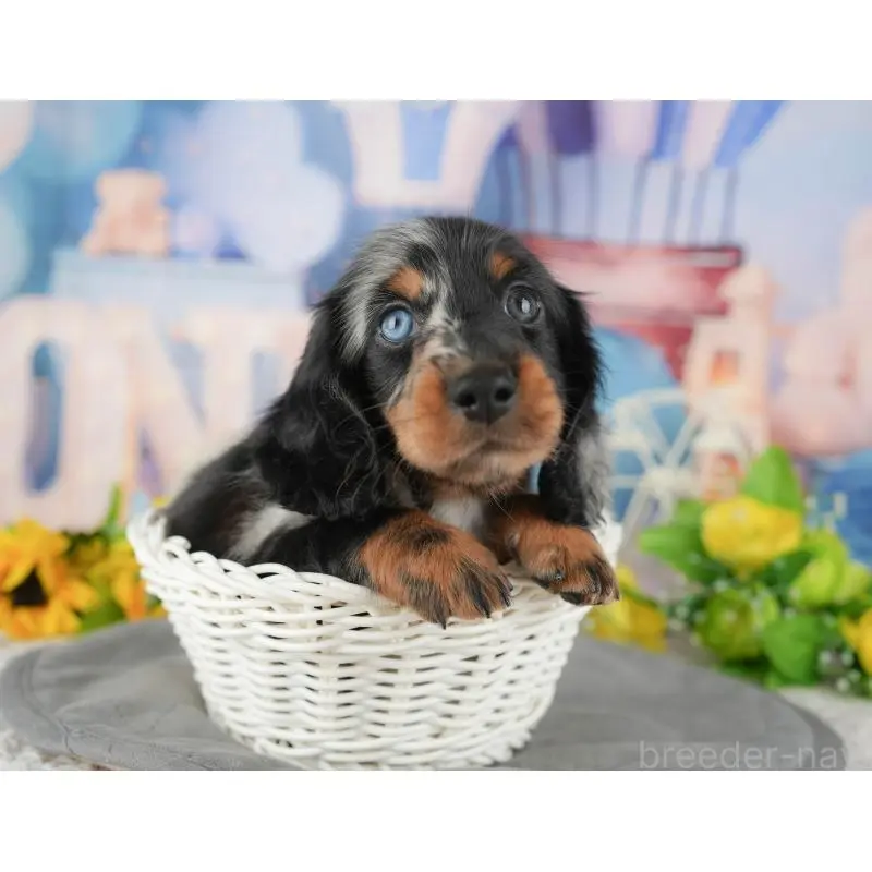 販売中の千葉県のミニチュアダックスフンド(ロングヘアード)-431630の1枚目