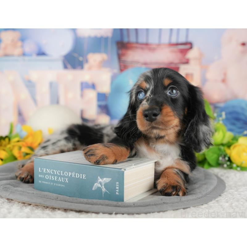 販売中の千葉県のミニチュアダックスフンド(ロングヘアード)-431630の11枚目