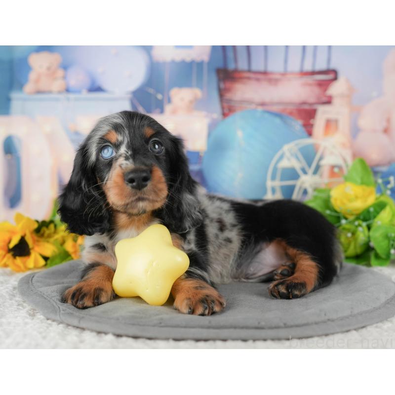 販売中の千葉県のミニチュアダックスフンド(ロングヘアード)-431630の9枚目