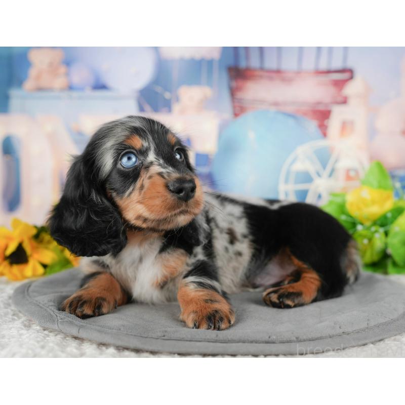 販売中の千葉県のミニチュアダックスフンド(ロングヘアード)-431630の7枚目