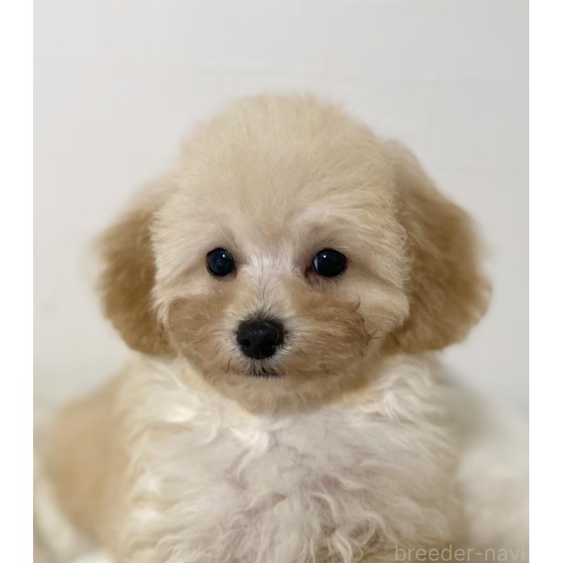 販売中の静岡県のマルプー:マルチーズ×トイプードル-431352の5枚目