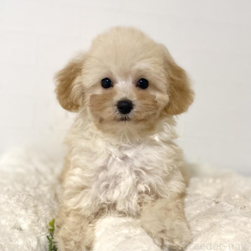 販売中の静岡県のマルプー:マルチーズ×トイプードル-431352の4枚目