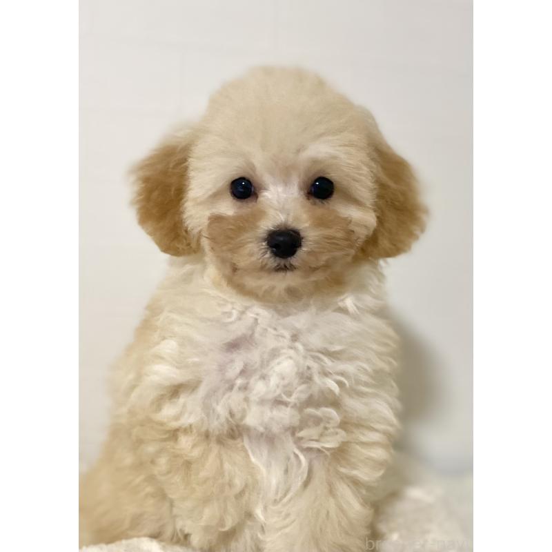 販売中の静岡県のマルプー:マルチーズ×トイプードル-431352の3枚目