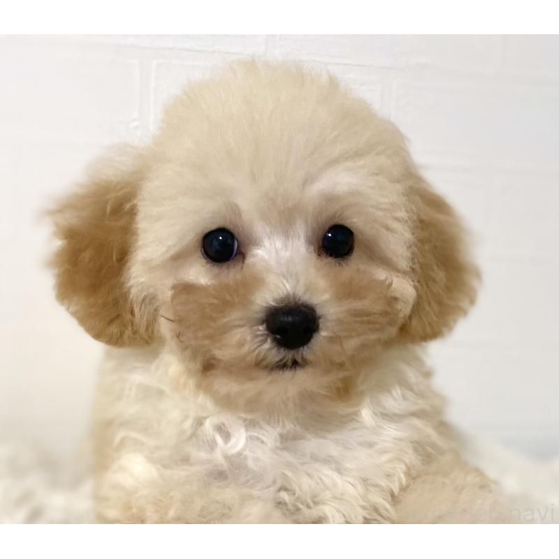 販売中の静岡県のマルプー:マルチーズ×トイプードル-431352の2枚目