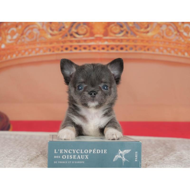 販売中の神奈川県のチワワ(ロングコート)-431539の16枚目