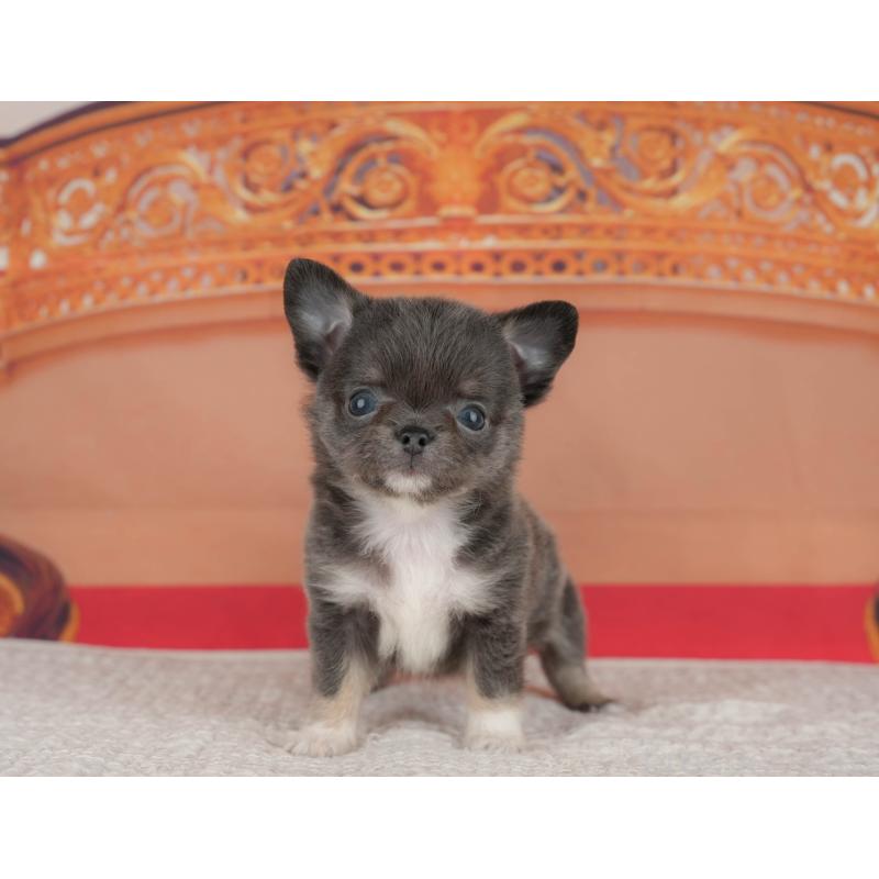 販売中の神奈川県のチワワ(ロングコート)-431539の15枚目