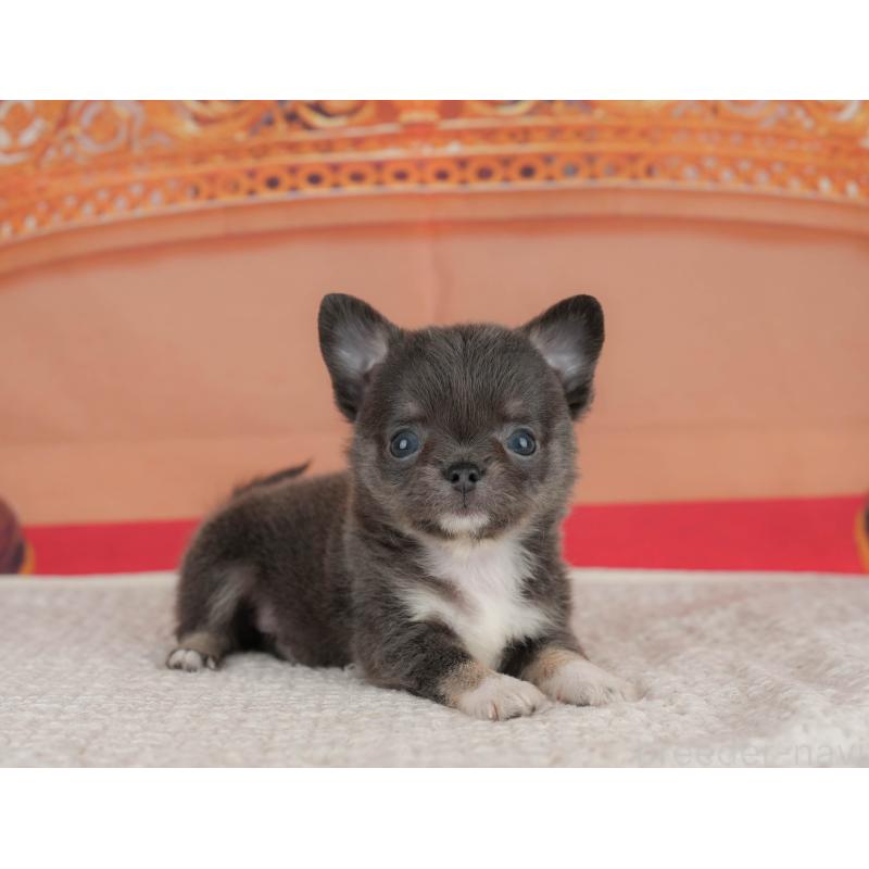 販売中の神奈川県のチワワ(ロングコート)-431539の14枚目