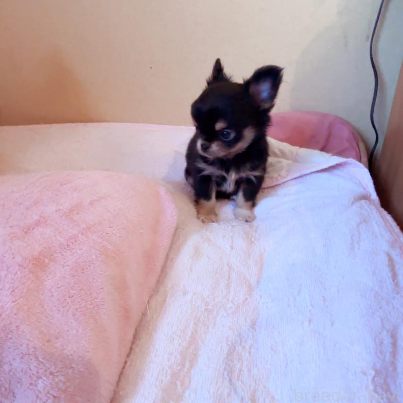 成約済の香川県のチワワ(ロングコート)-429833の9枚目