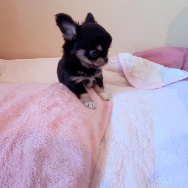 成約済の香川県のチワワ(ロングコート)-429833の8枚目