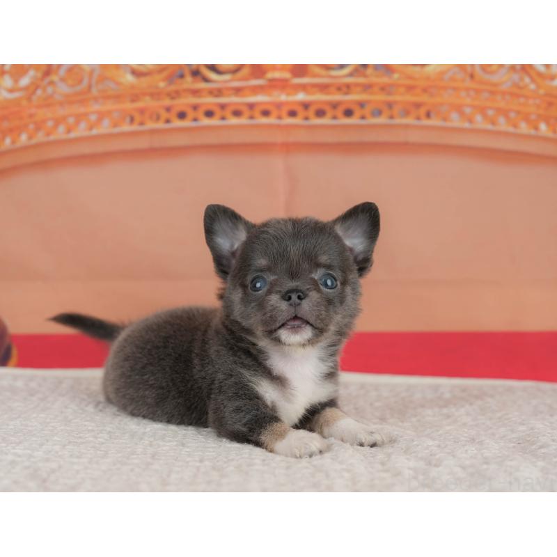 販売中の神奈川県のチワワ(ロングコート)-431539の11枚目