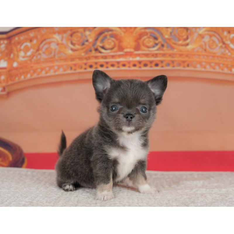 販売中の神奈川県のチワワ(ロングコート)-431539の10枚目