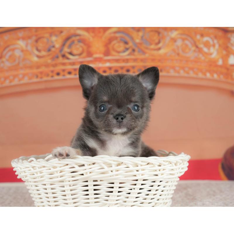 販売中の神奈川県のチワワ(ロングコート)-431539の9枚目