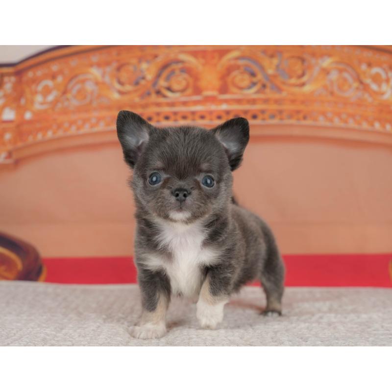 販売中の神奈川県のチワワ(ロングコート)-431539の8枚目