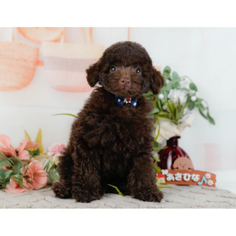 販売中の神奈川県のトイプードル-431558の14枚目