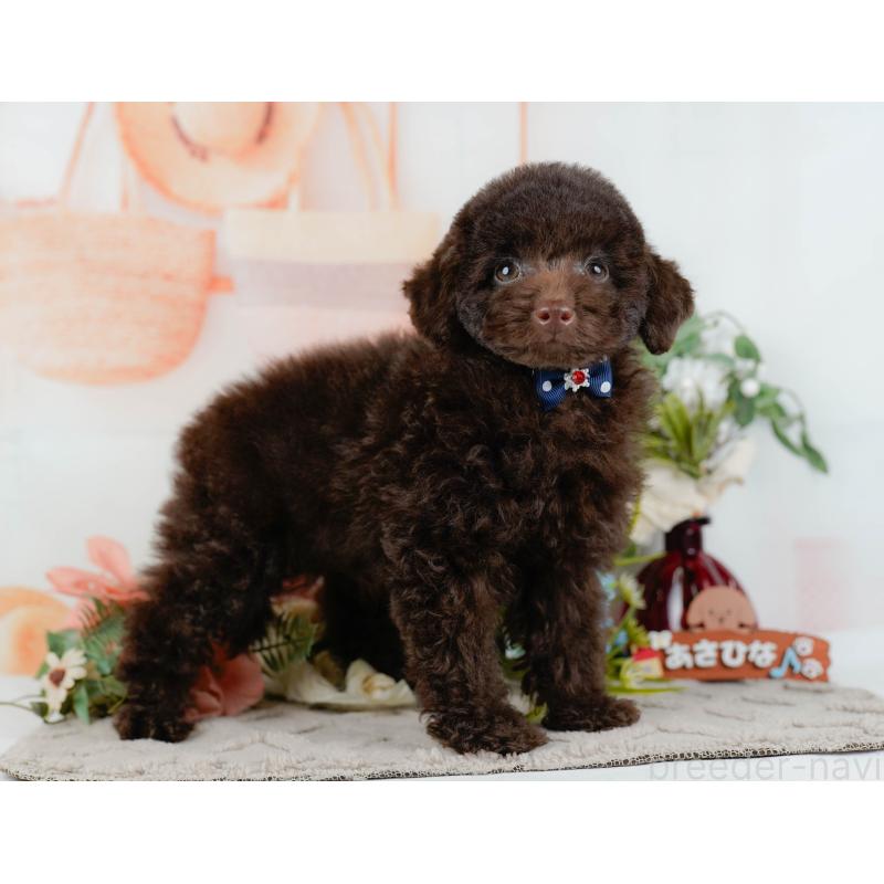 販売中の神奈川県のトイプードル-431558の13枚目