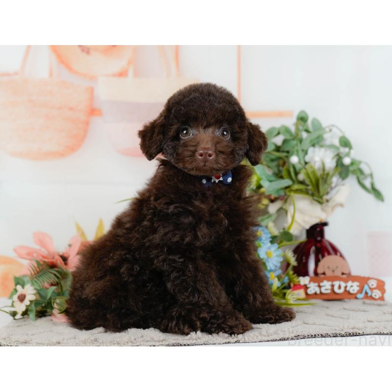 販売中の神奈川県のトイプードル-431558の12枚目