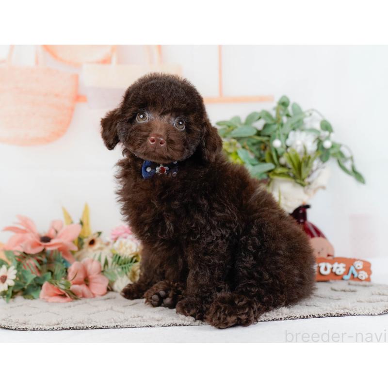 販売中の神奈川県のトイプードル-431558の11枚目