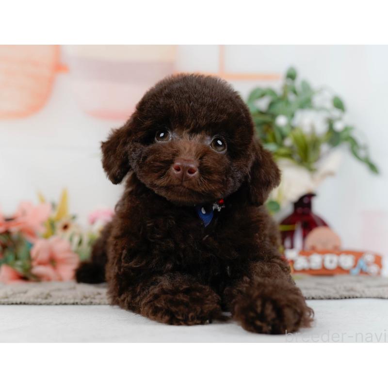 販売中の神奈川県のトイプードル-431558の10枚目