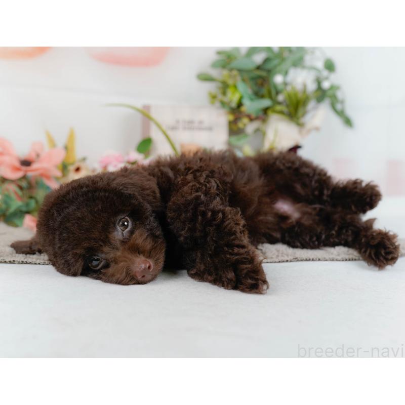 販売中の神奈川県のトイプードル-431558の9枚目