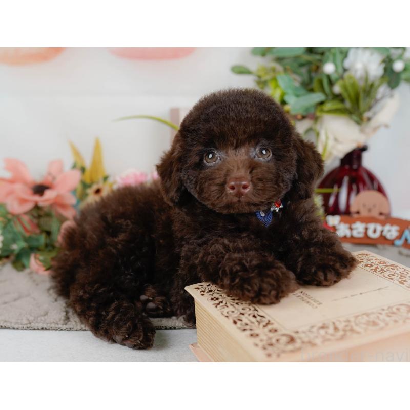 販売中の神奈川県のトイプードル-431558の8枚目