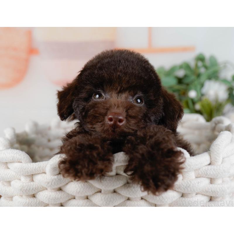 販売中の神奈川県のトイプードル-431558の7枚目