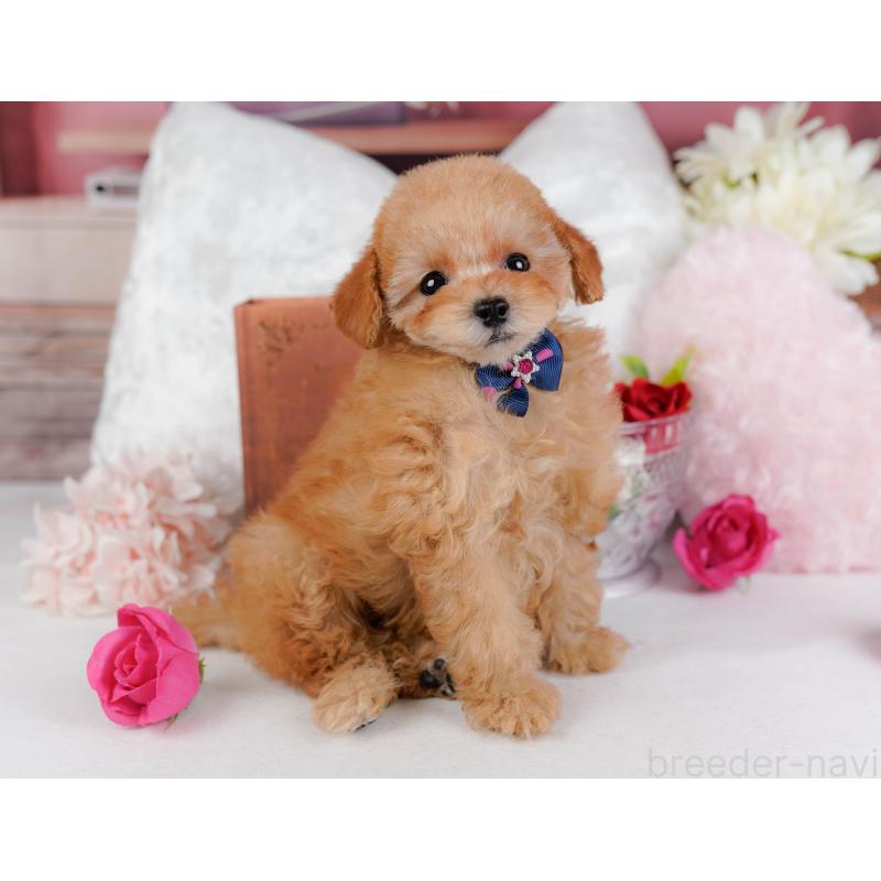 販売中の神奈川県のタイニープードル-431545の14枚目