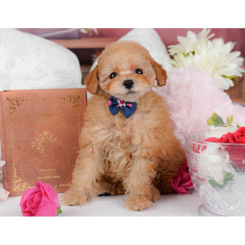 販売中の神奈川県のタイニープードル-431545の13枚目