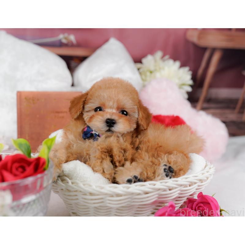 販売中の神奈川県のタイニープードル-431545の12枚目