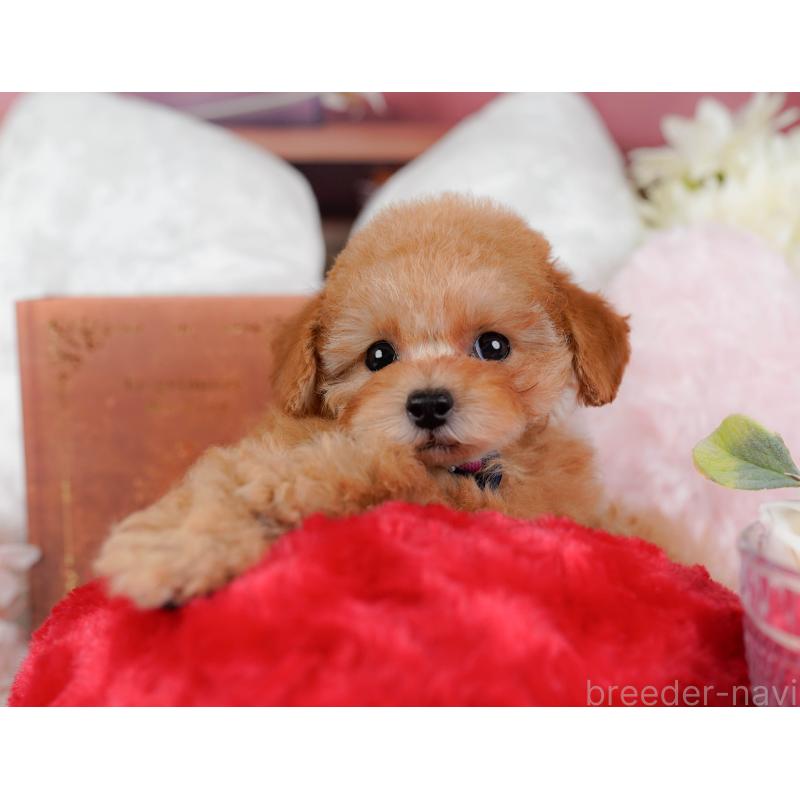 販売中の神奈川県のタイニープードル-431545の11枚目