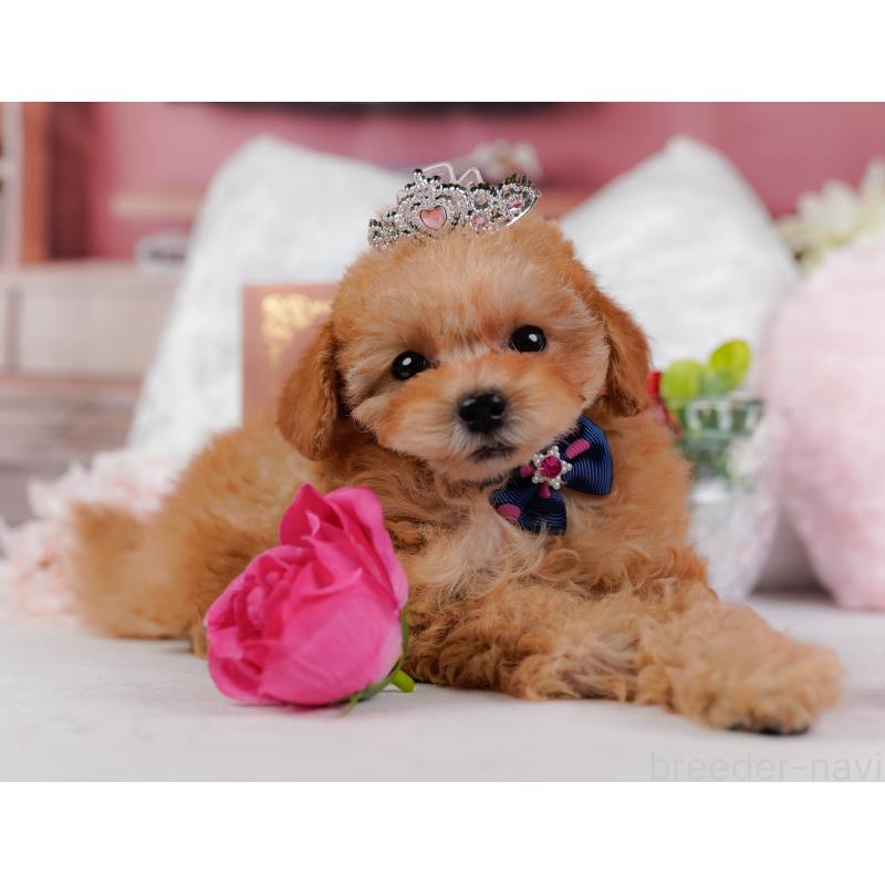 販売中の神奈川県のタイニープードル-431545の10枚目