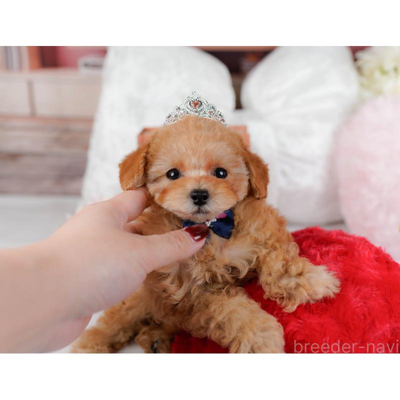 販売中の神奈川県のタイニープードル-431545の9枚目