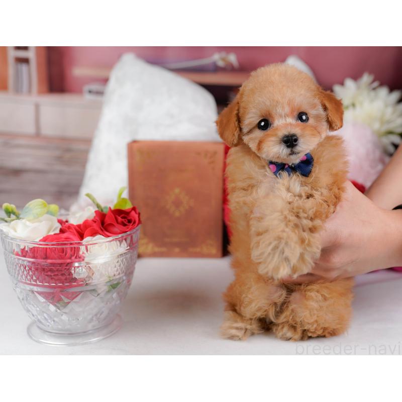 販売中の神奈川県のタイニープードル-431545の8枚目